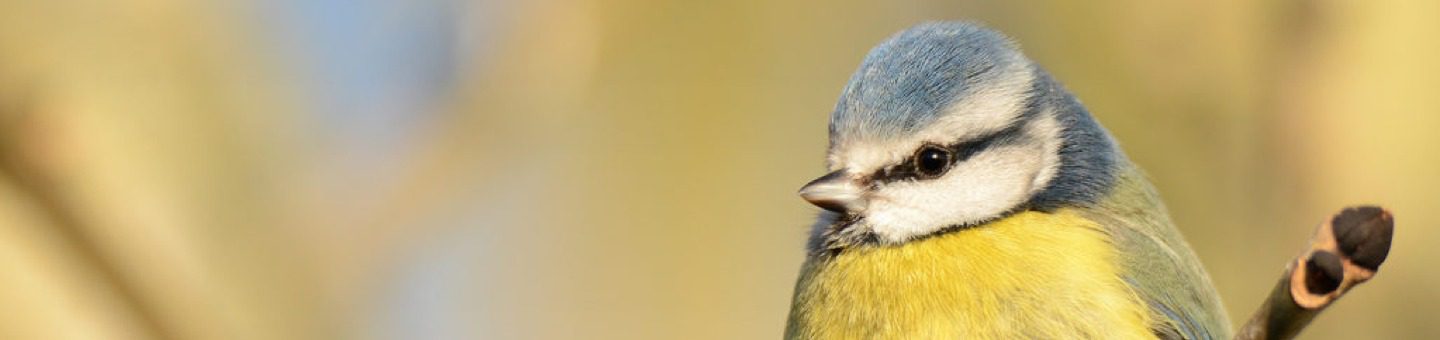 Birdwatch Hero Banner